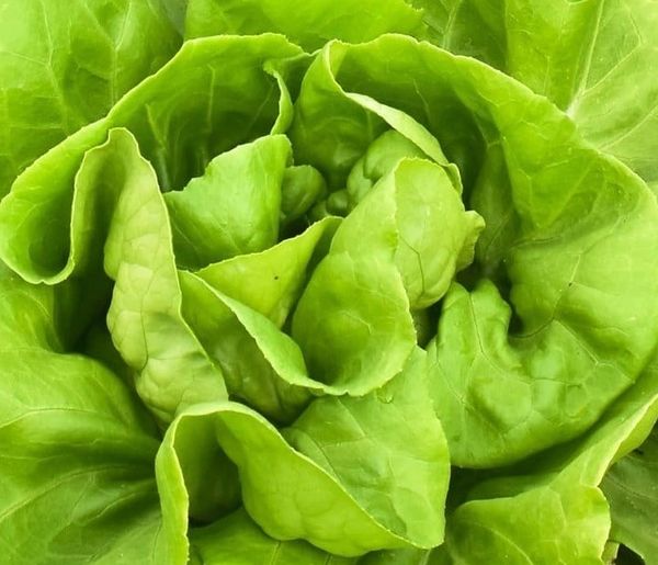 Butter Crunch Lettuce